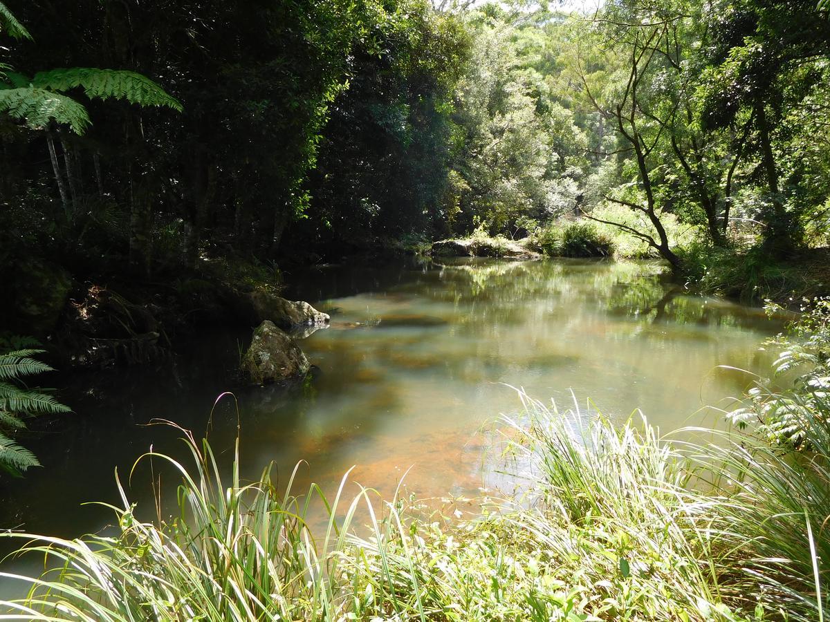 Purling Brook Falls Gwongorella Hotell Springbrook Eksteriør bilde